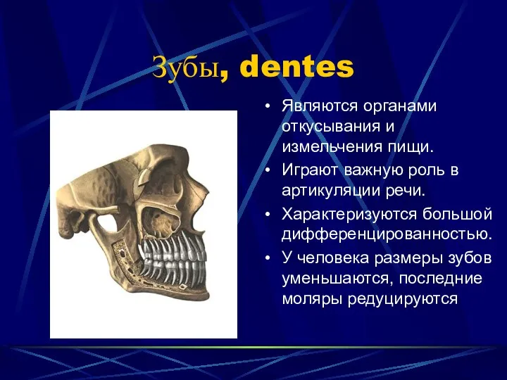 Зубы, dentes Являются органами откусывания и измельчения пищи. Играют важную роль