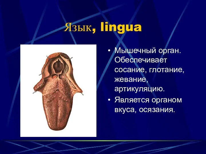 Язык, lingua Мышечный орган. Обеспечивает сосание, глотание, жевание, артикуляцию. Является органом вкуса, осязания.