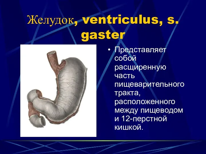 Желудок, ventriculus, s. gaster Представляет собой расщиренную часть пищеварительного тракта, расположенного между пищеводом и 12-перстной кишкой.