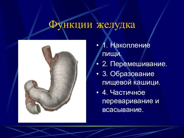 Функции желудка 1. Накопление пищи. 2. Перемешивание. 3. Образование пищевой кашици. 4. Частичное переваривание и всасывание.