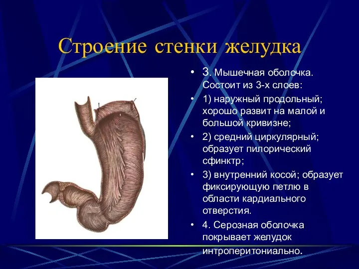 Строение стенки желудка 3. Мышечная оболочка. Состоит из 3-х слоев: 1)