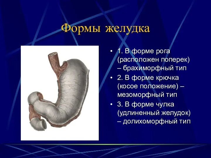 Формы желудка 1. В форме рога (расположен поперек) – брахиморфный тип