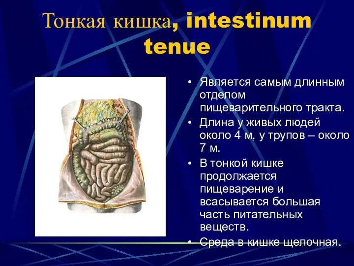 Тонкая кишка, intestinum tenue Является самым длинным отделом пищеварительного тракта. Длина