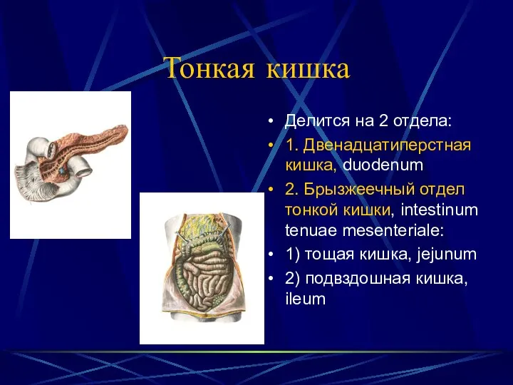 Тонкая кишка Делится на 2 отдела: 1. Двенадцатиперстная кишка, duodenum 2.