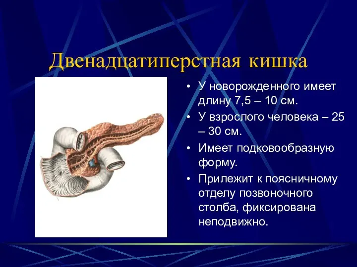 Двенадцатиперстная кишка У новорожденного имеет длину 7,5 – 10 см. У