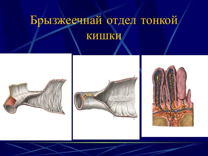 Брызжеечнай отдел тонкой кишки