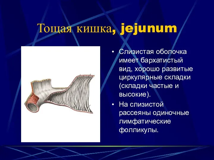 Тощая кишка, jejunum Слизистая оболочка имеет бархатистый вид, хорошо развитые циркулярные