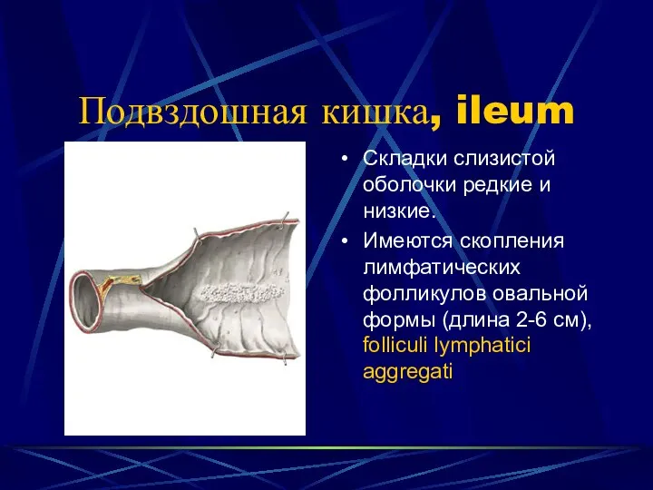 Подвздошная кишка, ileum Складки слизистой оболочки редкие и низкие. Имеются скопления