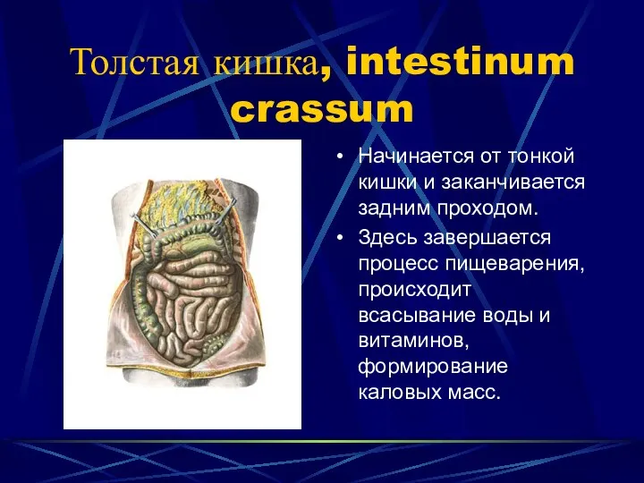 Толстая кишка, intestinum crassum Начинается от тонкой кишки и заканчивается задним