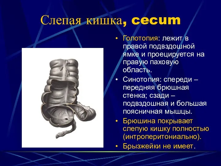 Слепая кишка, cecum Голотопия: лежит в правой подвздошной ямке и проецируется