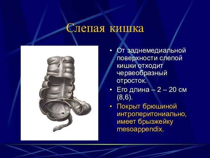 Слепая кишка От заднемедиальной поверхности слепой кишки отходит червеобразный отросток. Его