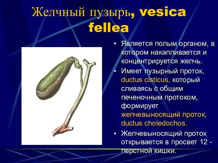 Желчный пузырь, vesica fellea Является полым органом, в котором накапливается и