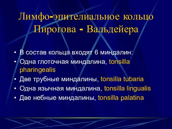 Лимфо-эпителиальное кольцо Пирогова - Вальдейера В состав кольца входят 6 миндалин: