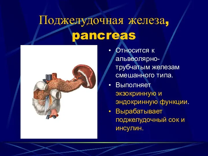 Поджелудочная железа, pancreas Относится к альвеолярно-трубчатым железам смешанного типа. Выполняет экзокринную