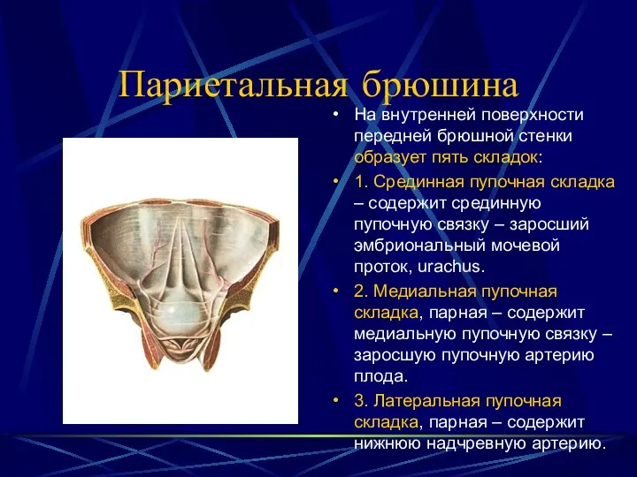 Париетальная брюшина На внутренней поверхности передней брюшной стенки образует пять складок: