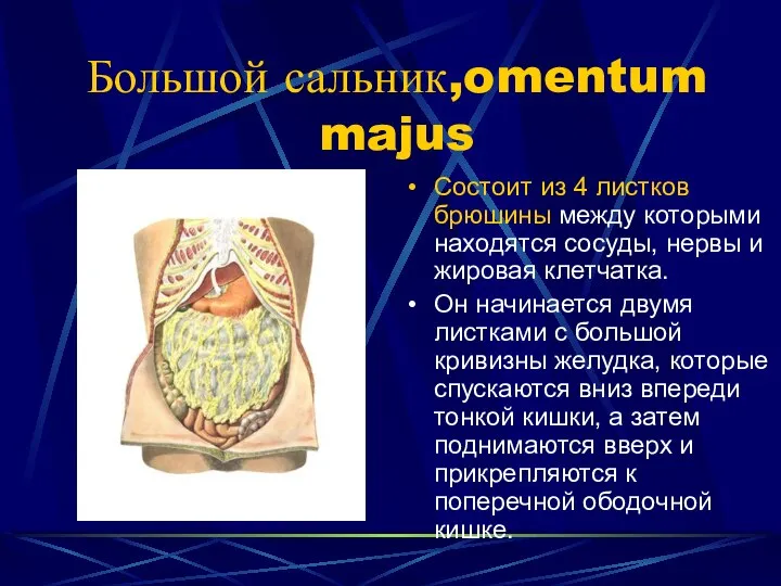 Большой сальник,omentum majus Состоит из 4 листков брюшины между которыми находятся