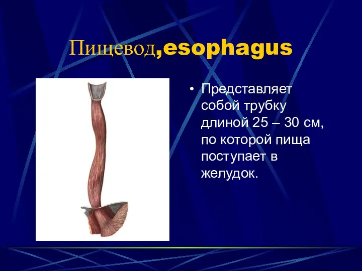 Пищевод,esophagus Представляет собой трубку длиной 25 – 30 см, по которой пища поступает в желудок.