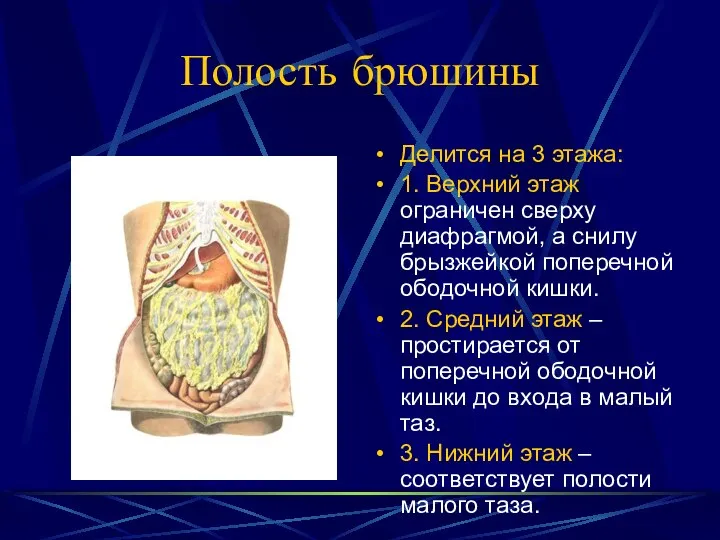 Полость брюшины Делится на 3 этажа: 1. Верхний этаж ограничен сверху