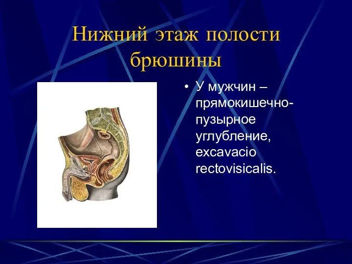 Нижний этаж полости брюшины У мужчин – прямокишечно- пузырное углубление, excavacio rectovisicalis.