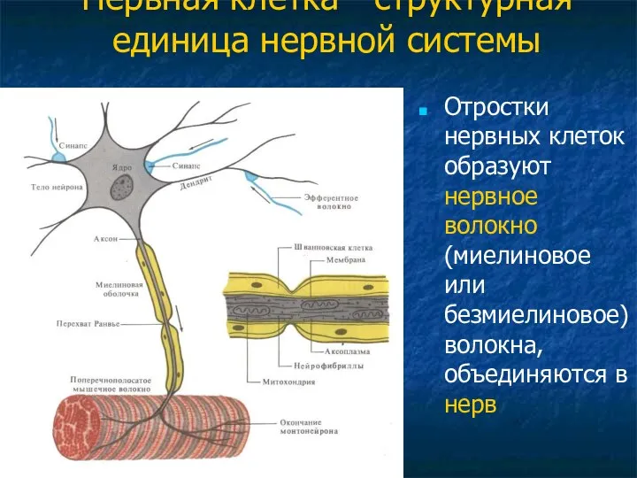 Нервная клетка - структурная единица нервной системы Отростки нервных клеток образуют