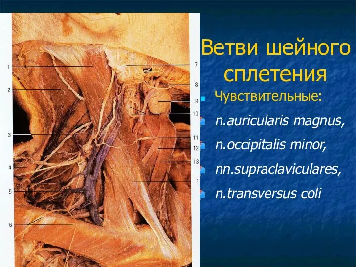 Ветви шейного сплетения Чувствительные: n.auricularis magnus, n.occipitalis minor, nn.supraclaviculares, n.transversus coli