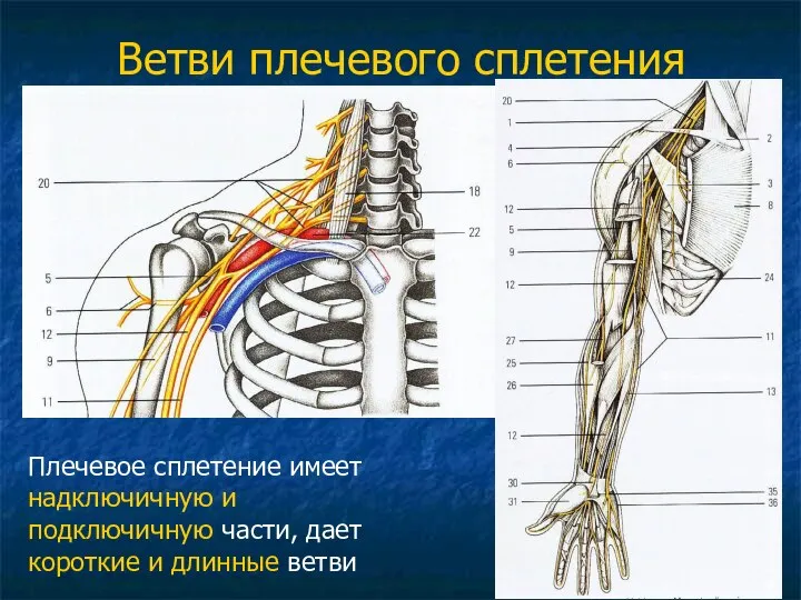 Ветви плечевого сплетения Плечевое сплетение имеет надключичную и подключичную части, дает короткие и длинные ветви