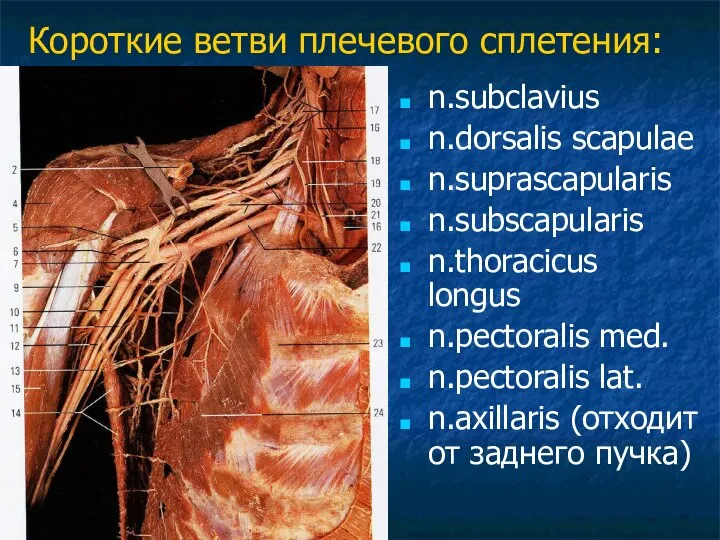 Короткие ветви плечевого сплетения: n.subclavius n.dorsalis scapulae n.suprascapularis n.subscapularis n.thoracicus longus