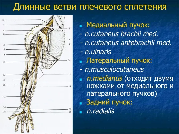 Длинные ветви плечевого сплетения Медиальный пучок: - n.cutaneus brachii med. -