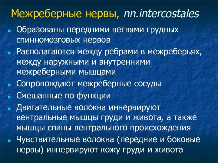 Межреберные нервы, nn.intercostales Образованы передними ветвями грудных спинномозговых нервов Располагаются между