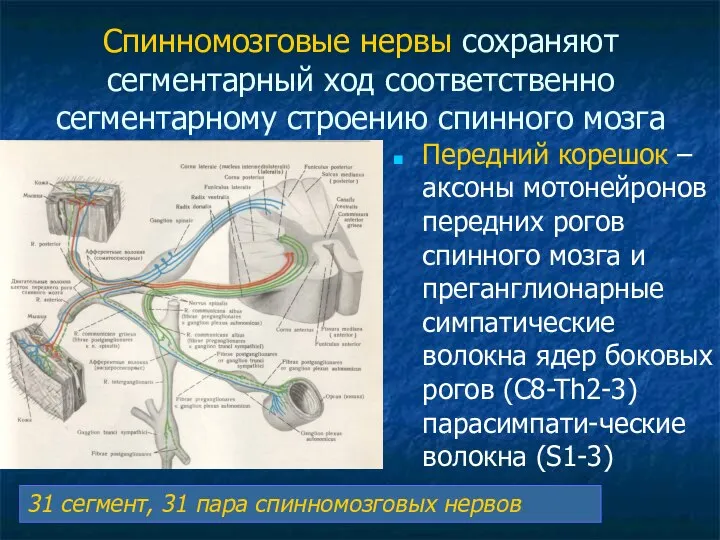 Спинномозговые нервы сохраняют сегментарный ход соответственно сегментарному строению спинного мозга Передний