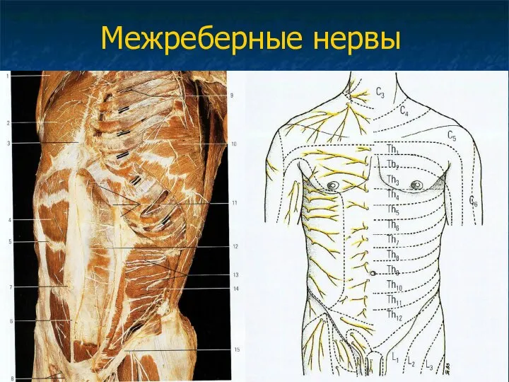 Межреберные нервы