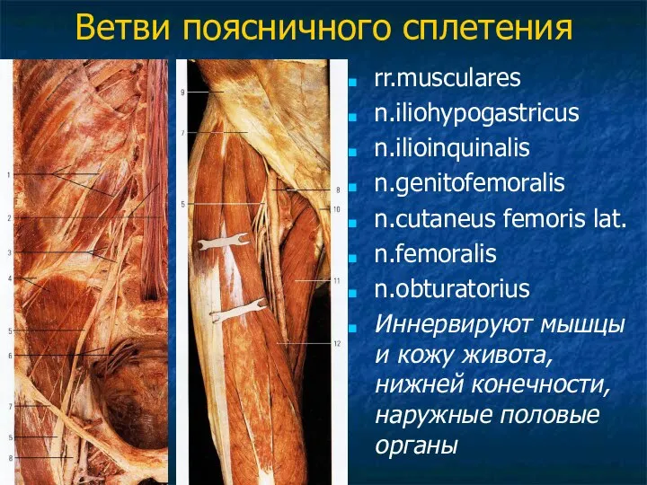 Ветви поясничного сплетения rr.musculares n.iliohypogastricus n.ilioinquinalis n.genitofemoralis n.cutaneus femoris lat. n.femoralis