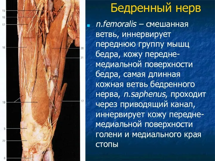 Бедренный нерв n.femoralis – смешанная ветвь, иннервирует переднюю группу мышц бедра,