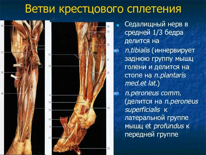 Ветви крестцового сплетения Седалищный нерв в средней 1/3 бедра делится на