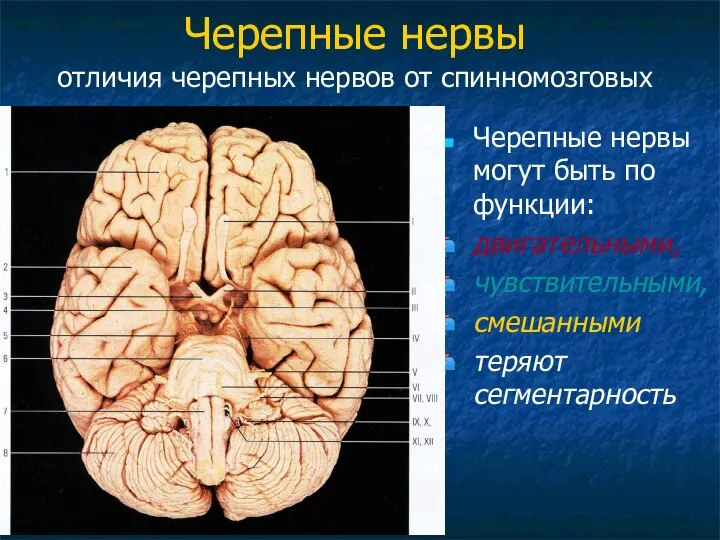 Черепные нервы отличия черепных нервов от спинномозговых Черепные нервы могут быть