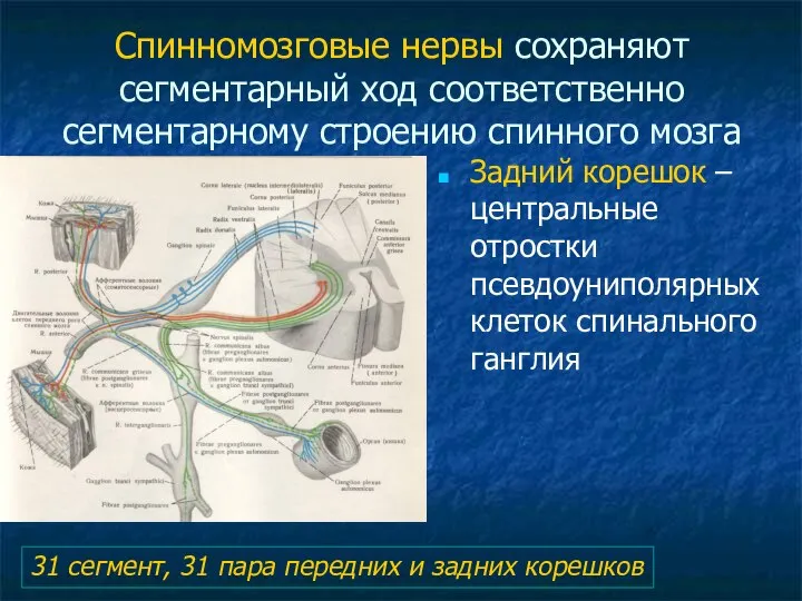 Спинномозговые нервы сохраняют сегментарный ход соответственно сегментарному строению спинного мозга Задний