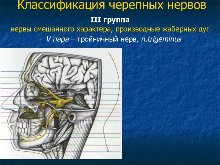 Классификация черепных нервов III группа нервы смешанного характера, производные жаберных дуг