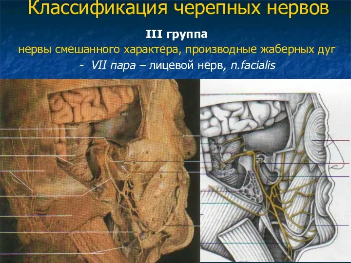 Классификация черепных нервов III группа нервы смешанного характера, производные жаберных дуг