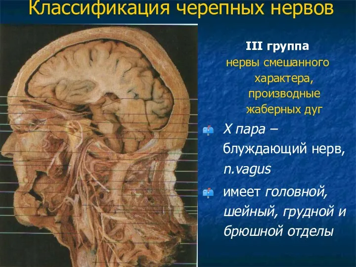 Классификация черепных нервов III группа нервы смешанного характера, производные жаберных дуг