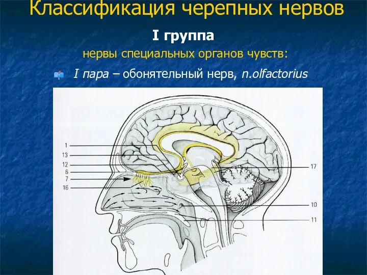 Классификация черепных нервов I группа нервы специальных органов чувств: I пара – обонятельный нерв, n.olfactorius
