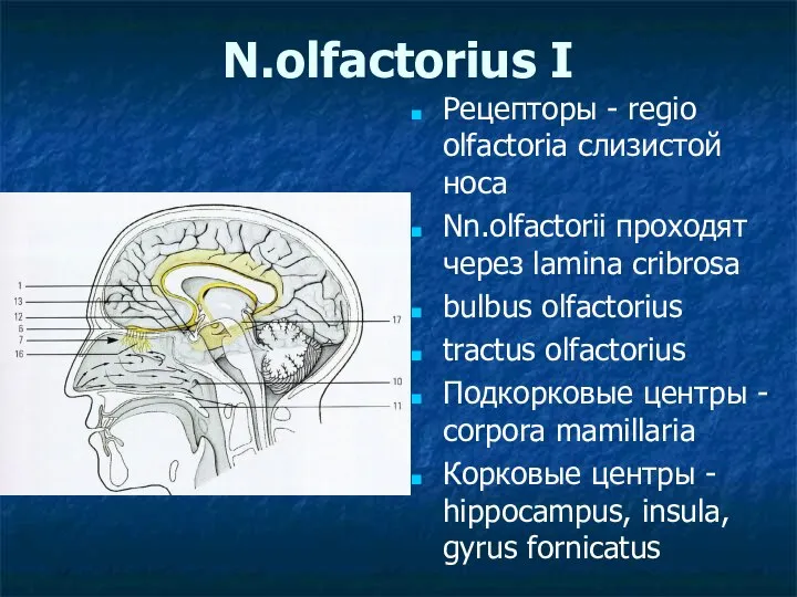 N.olfactorius I Рецепторы - regio olfactoria слизистой носа Nn.olfactorii проходят через