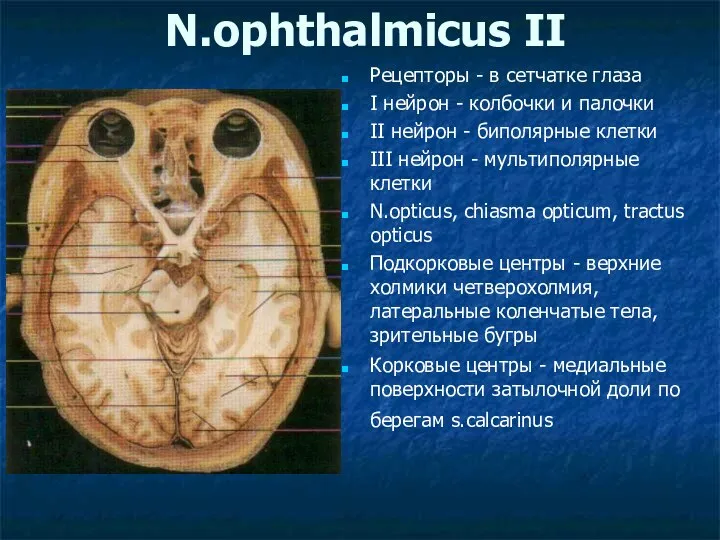 N.ophthalmicus II Рецепторы - в сетчатке глаза I нейрон - колбочки