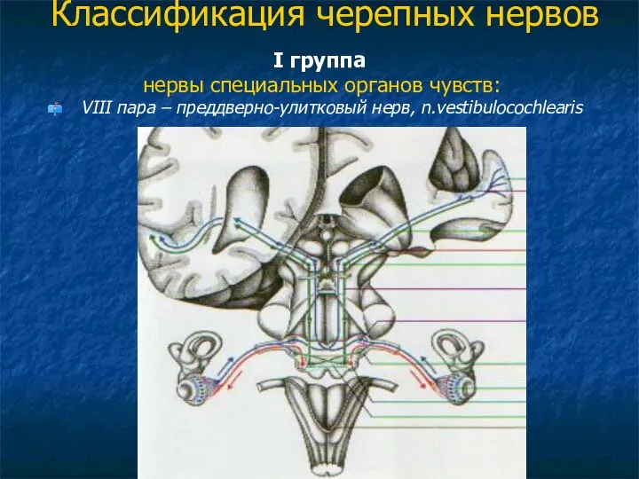 Классификация черепных нервов I группа нервы специальных органов чувств: VIII пара – преддверно-улитковый нерв, n.vestibulocochlearis