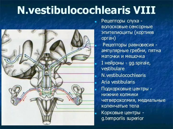 N.vestibulocochlearis VIII Рецепторы слуха - волосковые сенсорные эпителиоциты (кортиев орган) Рецепторы