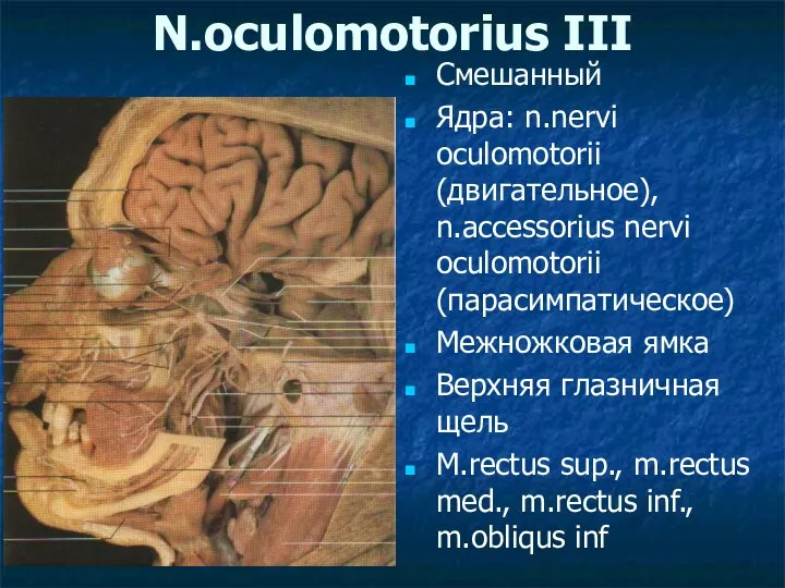 N.oculomotorius III Смешанный Ядра: n.nervi oculomotorii (двигательное), n.accessorius nervi oculomotorii (парасимпатическое)