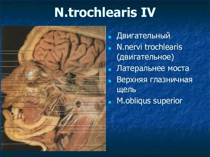 N.trochlearis IV Двигательный N.nervi trochlearis (двигательное) Латеральнее моста Верхняя глазничная щель M.obliqus superior