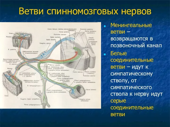 Ветви спинномозговых нервов Менингеальные ветви – возвращаются в позвоночный канал Белые