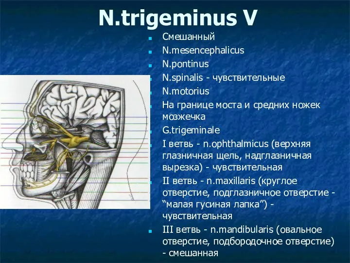 N.trigeminus V Смешанный N.mesencephalicus N.pontinus N.spinalis - чувствительные N.motorius На границе