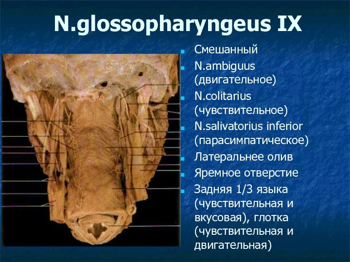 N.glossopharyngeus IX Смешанный N.ambiguus (двигательное) N.colitarius (чувствительное) N.salivatorius inferior (парасимпатическое) Латеральнее