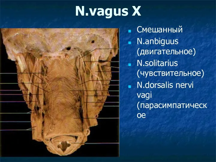 N.vagus X Смешанный N.anbiguus (двигательное) N.solitarius (чувствительное) N.dorsalis nervi vagi (парасимпатическое
